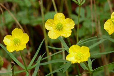 <i>Ranunculus auricomus</i>