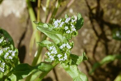<i>Valerianella locusta</i>