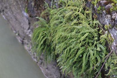 Aspleniaceae