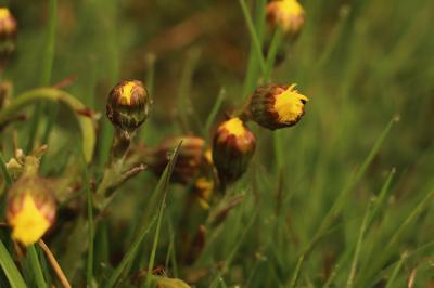 <i>Tussilago farfara</i>