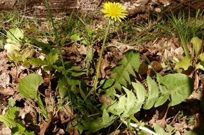 <i>Taraxacum officinale</i>