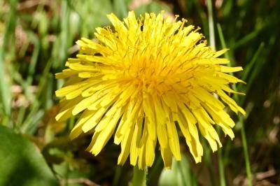 <i>Taraxacum officinale</i>