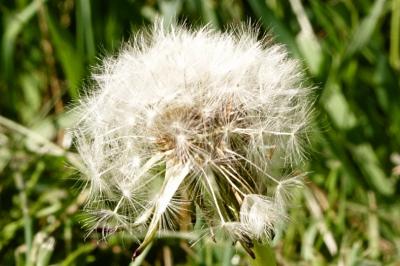 <i>Taraxacum officinale</i>