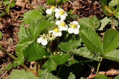 <i>Fragaria vesca</i>