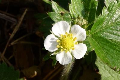 <i>Fragaria vesca</i>