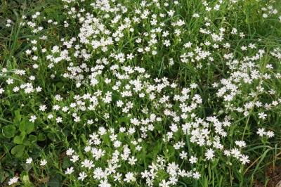 <i>Rabelera holostea</i>