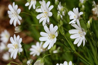 <i>Rabelera holostea</i>