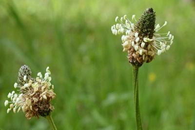 <i>Plantago lanceolata</i>