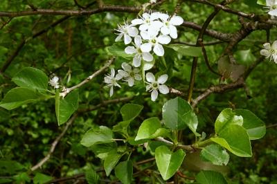 <i>Prunus mahaleb</i>