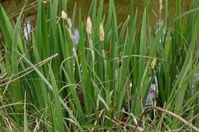 <i>Carex flacca</i>