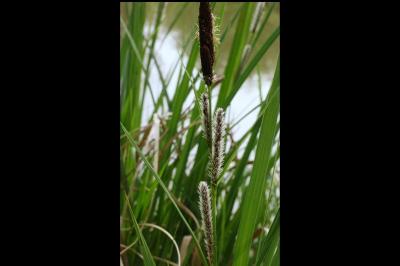 <i>Carex flacca</i>