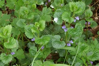 <i>Glechoma hederacea</i>
