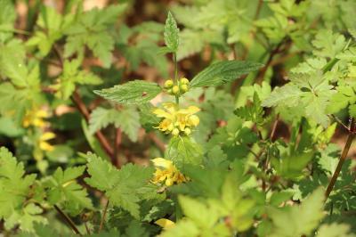 <i>Lamium galeobdolon subsp. montanum</i>