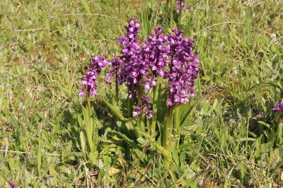 <i>Anacamptis morio</i>