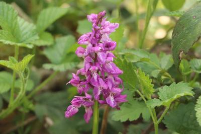 <i>Orchis mascula</i>