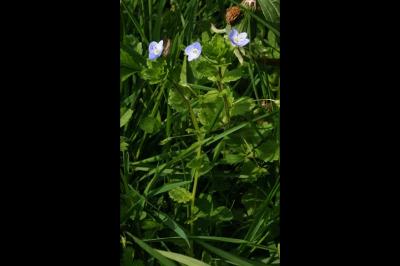 <i>Veronica persica</i>