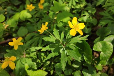 <i>Anemone ranunculoides</i>