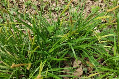 <i>Carex sylvatica</i>