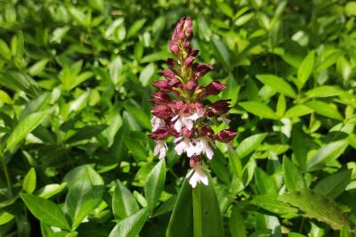 <i>Orchis purpurea</i>
