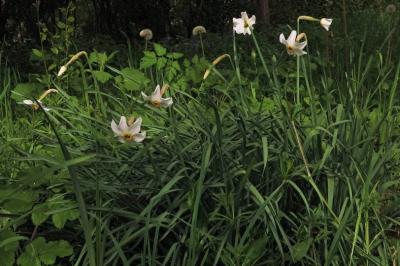 <i>Narcissus poeticus</i>