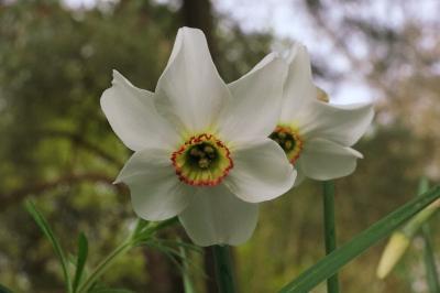 <i>Narcissus poeticus</i>
