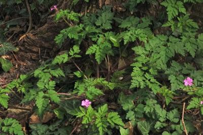 <i>Geranium robertianum</i>