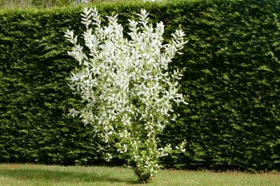 <i>Prunus padus</i>