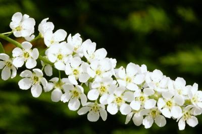 <i>Prunus padus</i>