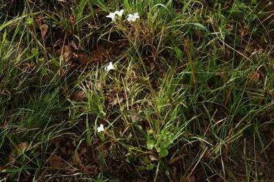 <i>Saxifraga granulata</i>
