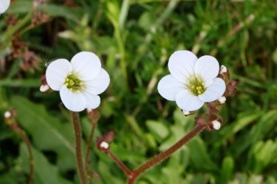 <i>Saxifraga granulata</i>