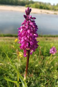 <i>Orchis mascula</i>