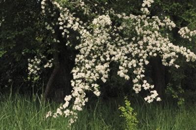 <i>Crataegus monogyna</i>