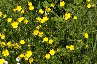 <i>Ranunculus acris</i>