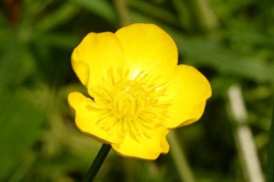 <i>Ranunculus acris</i>