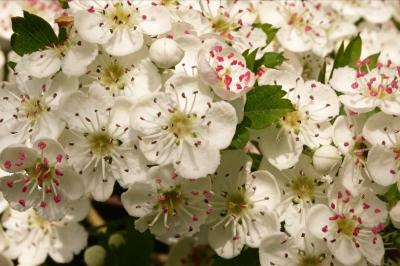 <i>Crataegus monogyna</i>