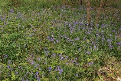 <i>Hyacinthoides non-scripta</i>