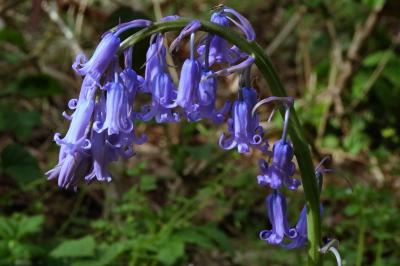 <i>Hyacinthoides non-scripta</i>
