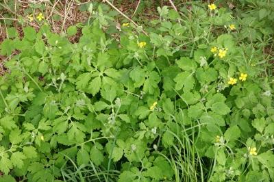 <i>Chelidonium majus</i>