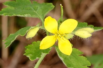 <i>Chelidonium majus</i>