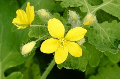 <i>Chelidonium majus</i>