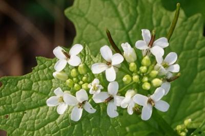 <i>Alliaria petiolata</i>