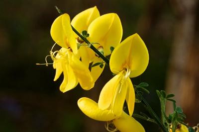 <i>Cytisus scoparius</i>
