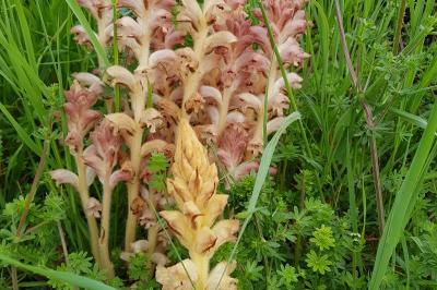 <i>Orobanche caryophyllacea</i>