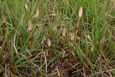 <i>Equisetum arvense</i>