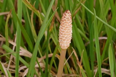 <i>Equisetum arvense</i>