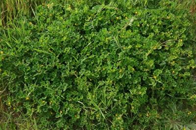 <i>Medicago arabica</i>