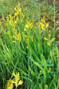 <i>Genista sagittalis</i>