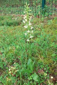 <i>Platanthera chlorantha</i>