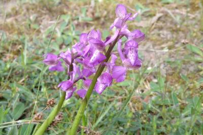 <i>Anacamptis morio</i>