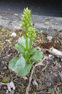 <i>Platanthera chlorantha</i>
